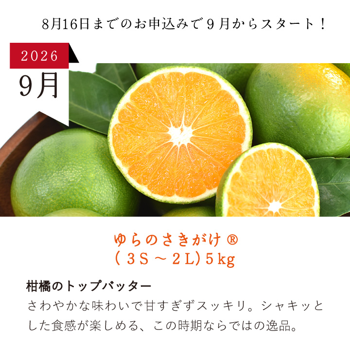 今月のセット内容
