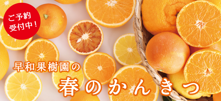 春の柑橘販売ページへ