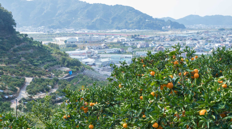 和歌山県産の有田みかん