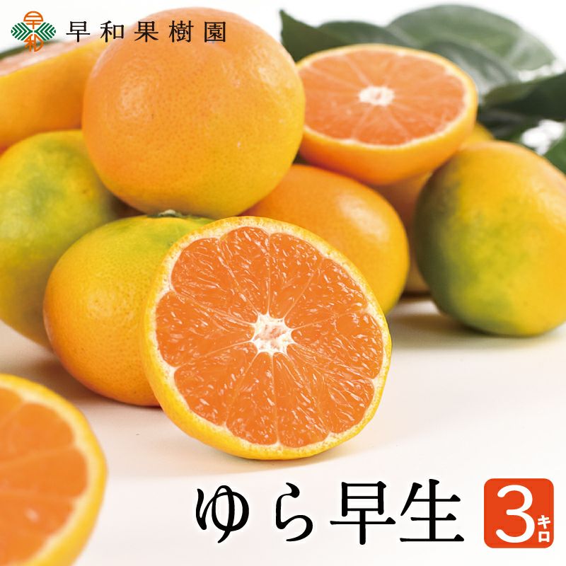 糖度が高い特徴をもつゆら早生みかん3kg｜有田みかんの早和果樹園
