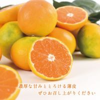 ゆぅちゃんさま　和歌山県産ゆら早生みかん　赤秀S10kg 和歌山県産ゆら早生みかんなら早和果樹園