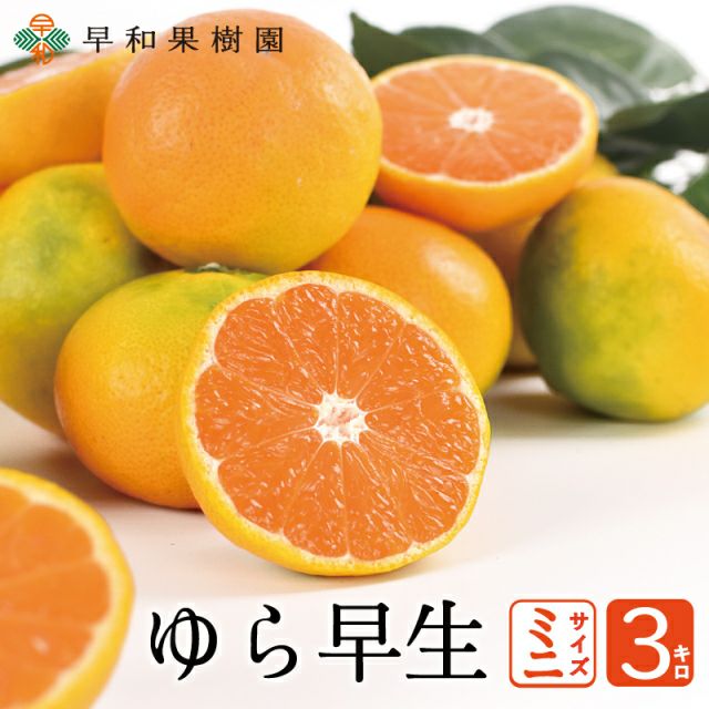 極早生みかんで甘い品種のゆら早生みかんミニ3kg｜和歌山の早和果樹園