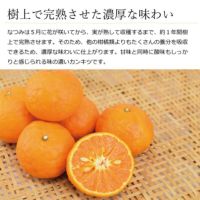 南津海（なつみ） 5kg入【送料無料】